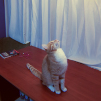 Sarman, Kedi  Murphy fotoğrafı