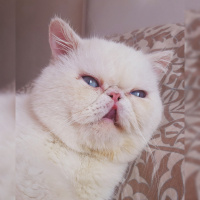 Exotic Shorthair, Kedi  Dodi fotoğrafı