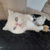 Exotic Shorthair, Kedi  Dodi fotoğrafı