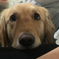 Golden Retriever, Köpek  lady fotoğrafı