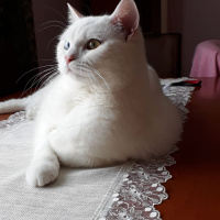 British Shorthair, Kedi  Tesla fotoğrafı