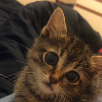 Tekir Kedi, Kedi  Mari fotoğrafı