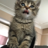 Tekir Kedi, Kedi  Mari fotoğrafı