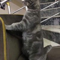 British Shorthair, Kedi  Gölge fotoğrafı