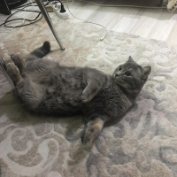 British Shorthair, Kedi  Gölge fotoğrafı