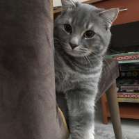 British Shorthair, Kedi  Gölge fotoğrafı