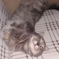 British Shorthair, Kedi  Gölge fotoğrafı