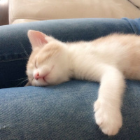 Tekir Kedi, Kedi  Prenses fotoğrafı