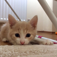 Tekir Kedi, Kedi  Prenses fotoğrafı