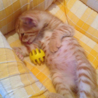 Tekir Kedi, Kedi  Prenses fotoğrafı