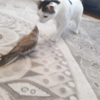 Tekir Kedi, Kedi  Prenses fotoğrafı