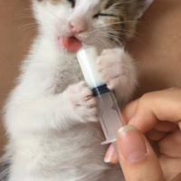 Tekir Kedi, Kedi  Linda fotoğrafı