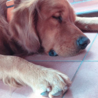 Golden Retriever, Köpek  Toprak fotoğrafı