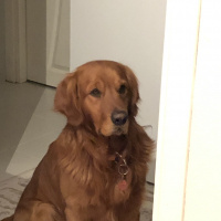Golden Retriever, Köpek  Toprak fotoğrafı