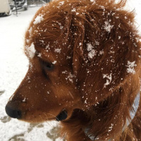 Golden Retriever, Köpek  Toprak fotoğrafı