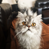İran Kedisi (Persian), Kedi  Mia fotoğrafı