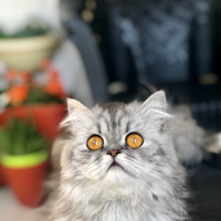 İran Kedisi (Persian), Kedi  Mia fotoğrafı