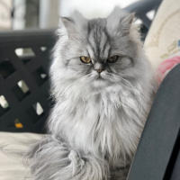 İran Kedisi (Persian), Kedi  Mia fotoğrafı