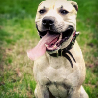 Amerikan Pitbull Terrier, Köpek  Bambam fotoğrafı