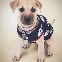Amerikan Pitbull Terrier, Köpek  Bambam fotoğrafı