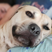 Amerikan Pitbull Terrier, Köpek  Bambam fotoğrafı