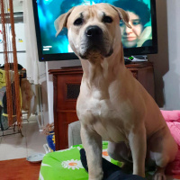 Amerikan Pitbull Terrier, Köpek  Bambam fotoğrafı