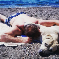 Amerikan Pitbull Terrier, Köpek  Bambam fotoğrafı