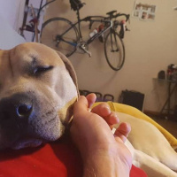 Amerikan Pitbull Terrier, Köpek  Bambam fotoğrafı
