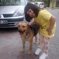 Sokö (Sokak Köpeği), Köpek  Daisy fotoğrafı