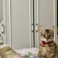 Tekir Kedi, Kedi  Monica fotoğrafı