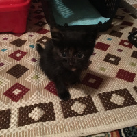 Tekir Kedi, Kedi  Acilen yuva:( fotoğrafı