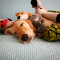 Golden Retriever, Köpek  Çakıl fotoğrafı