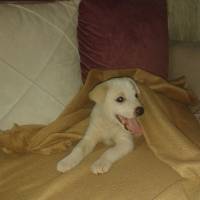 Golden Retriever, Köpek  paşa fotoğrafı