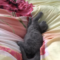 Scottish Fold, Kedi  Duman fotoğrafı