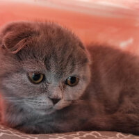 Scottish Fold, Kedi  Duman fotoğrafı