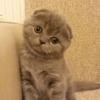 Scottish Fold, Kedi  Duman fotoğrafı