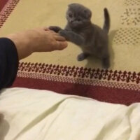 Scottish Fold, Kedi  Duman fotoğrafı