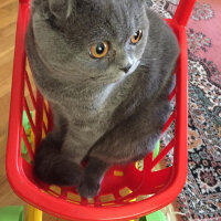 Scottish Fold, Kedi  Duman fotoğrafı