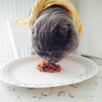 Scottish Fold, Kedi  Duman fotoğrafı