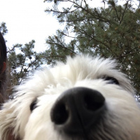 Maltese, Köpek  Banko fotoğrafı