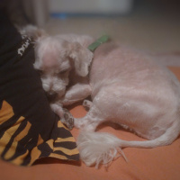 Maltese, Köpek  Banko fotoğrafı