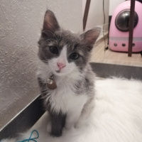 Tekir Kedi, Kedi  Schwa fotoğrafı