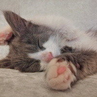 Tekir Kedi, Kedi  Schwa fotoğrafı