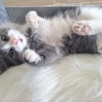Tekir Kedi, Kedi  Schwa fotoğrafı