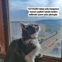 Tekir Kedi, Kedi  Schwa fotoğrafı