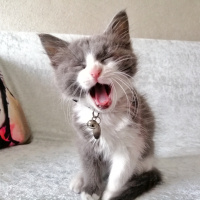 Tekir Kedi, Kedi  Schwa fotoğrafı