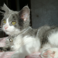 Tekir Kedi, Kedi  Schwa fotoğrafı