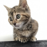 Tekir Kedi, Kedi  Lila fotoğrafı