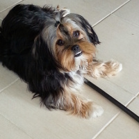 Yorkshire Terrier, Köpek  Thora fotoğrafı