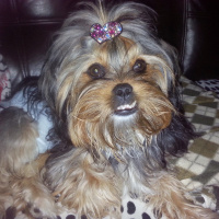 Yorkshire Terrier, Köpek  Thora fotoğrafı